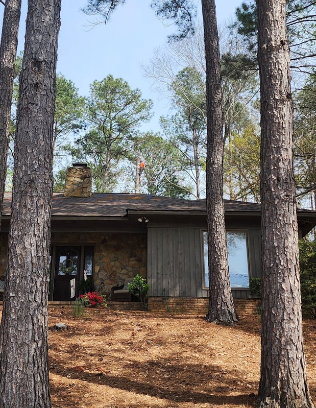 Images Broken Branch Tree Service LLC