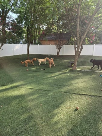Images Wag Watchers DayCare & Spa