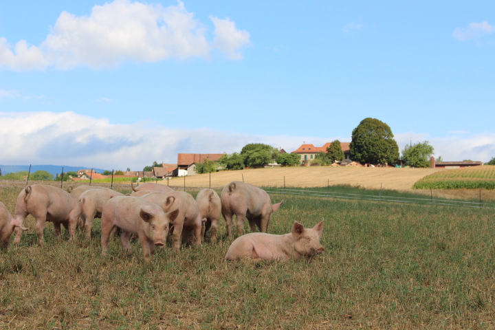 Bilder La Ferme En Croix