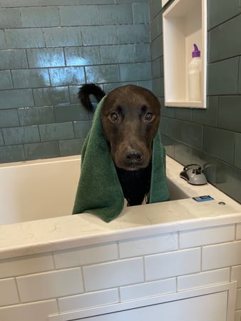 Images Bowie Barker West Hollywood