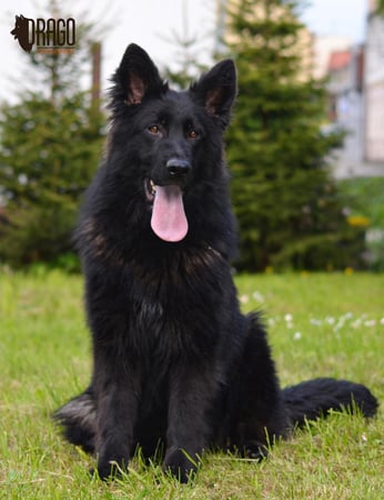 Images VanBlargan German Shepherds