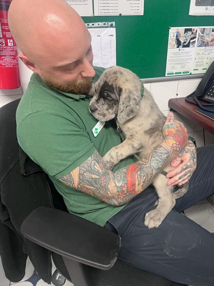 Images Streatham Hill Veterinary Surgery