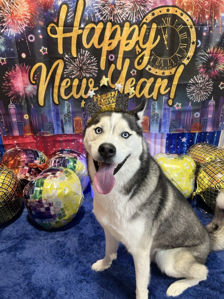 The Dog Stop - Katy Image