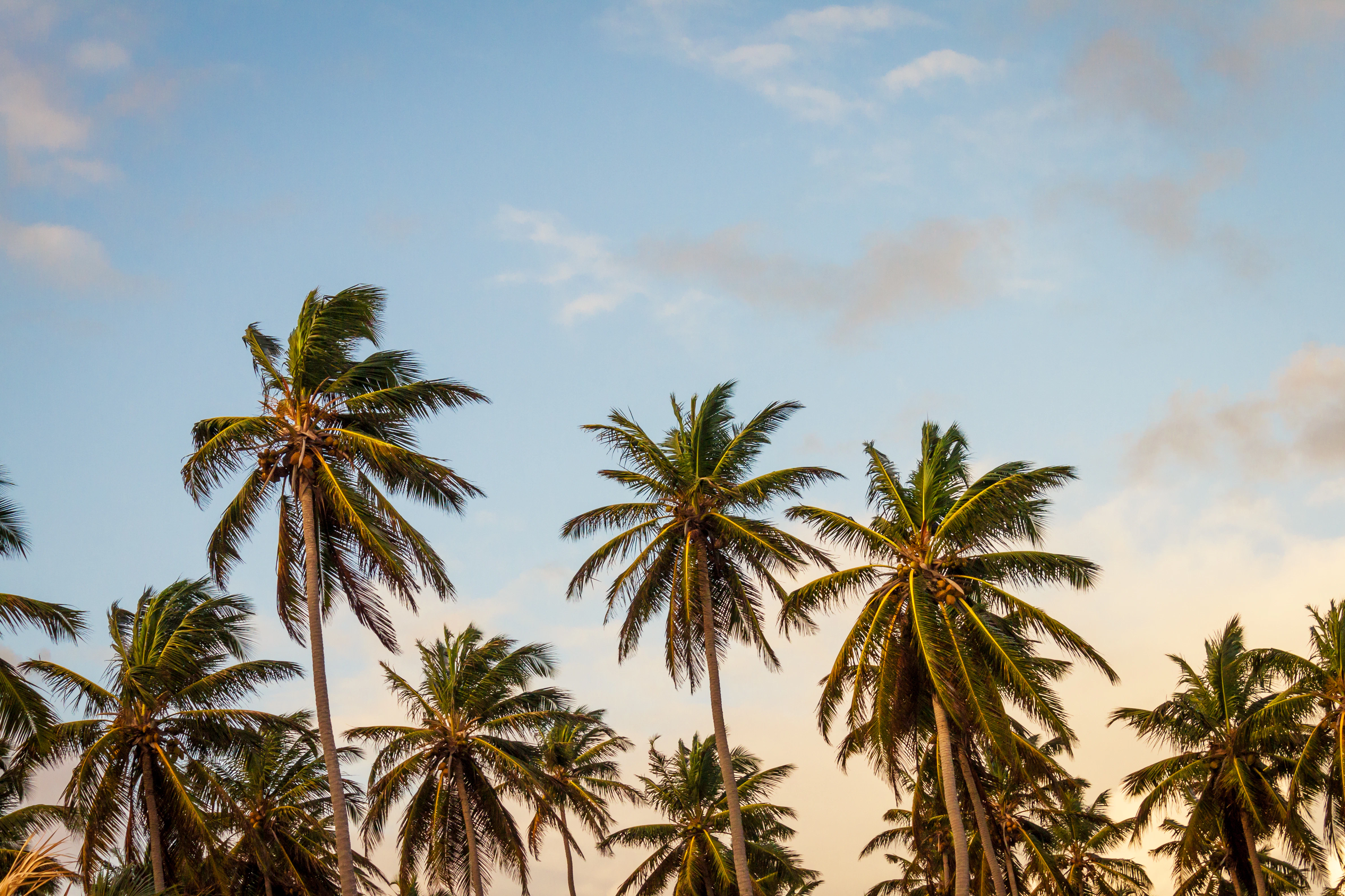 A low-angle view of several tall coconut palm trees against a soft blue sky with scattered clouds.