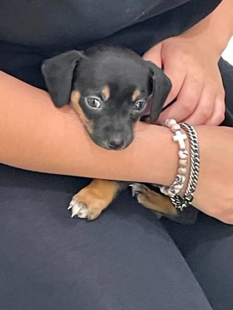 Images Petfolk Veterinary & Urgent Care - Peachtree Corners