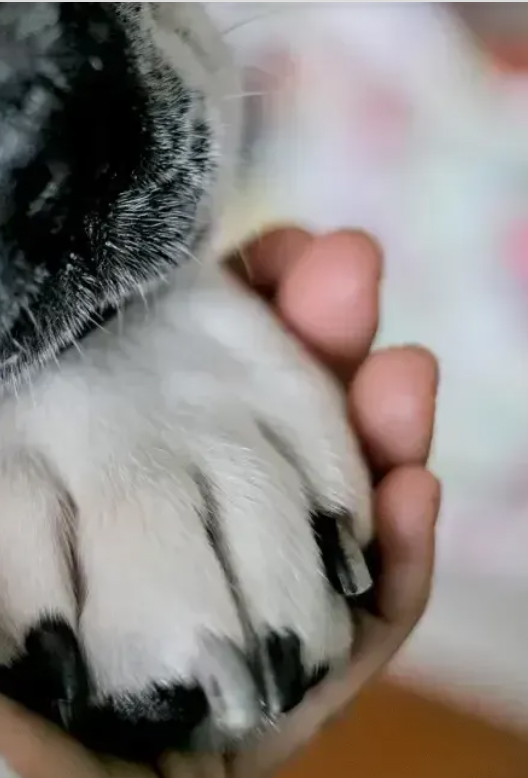 Images Funerale Piacenza - Onoranze Funebri Fariselli