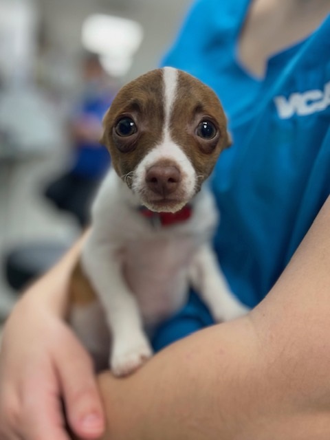 Images VCA Green Animal Hospital