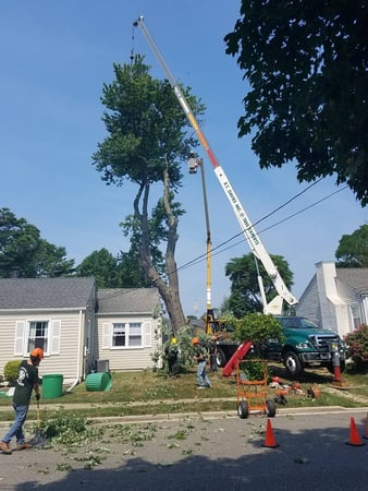 Images R.T. Davies Inc. Tree Experts
