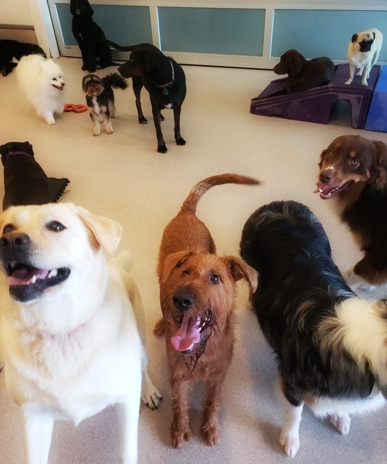 A group of happy dogs at boarding