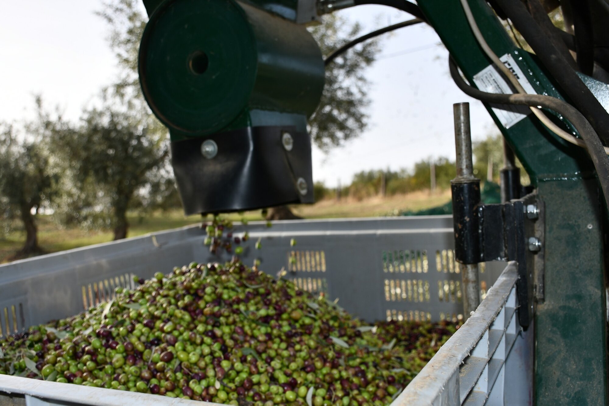 Images AZIENDA AGRICOLA MIRACCO ATANASIO FRANCO
