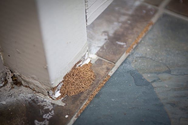 Images Trident Pest Control