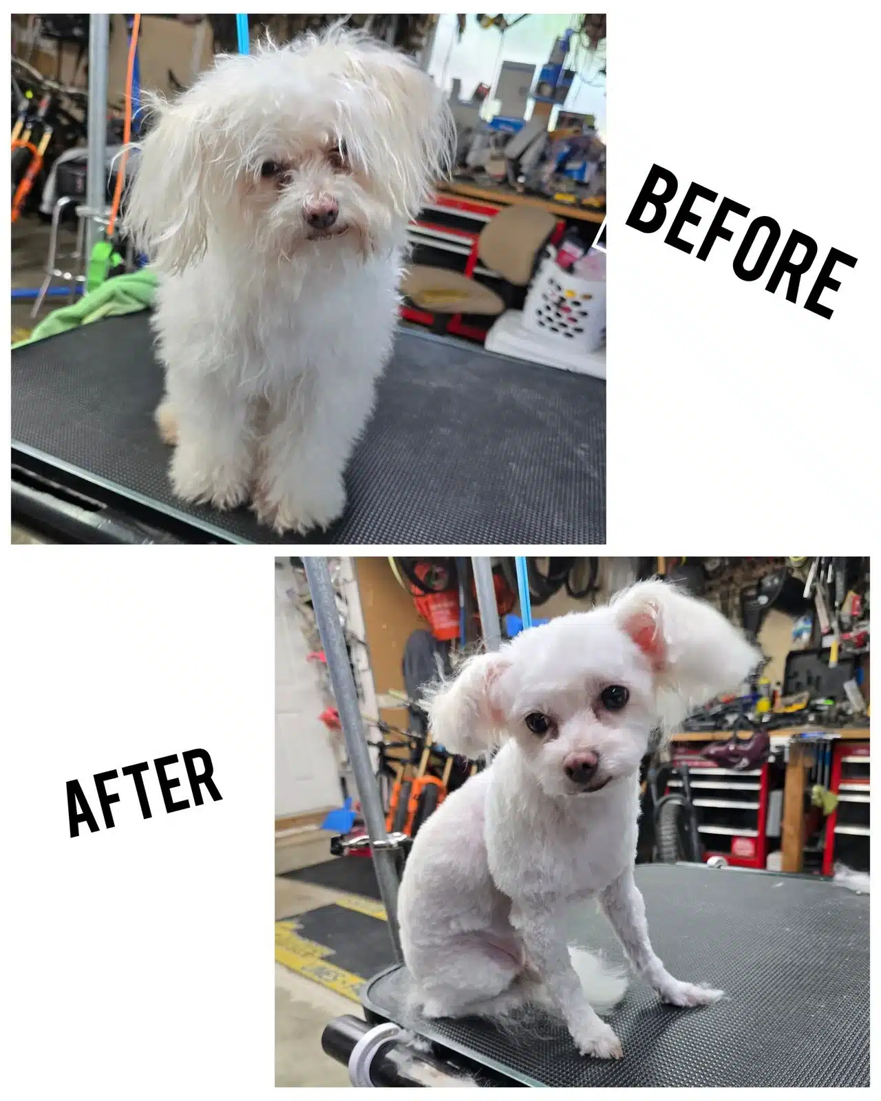 Dog Haircuts