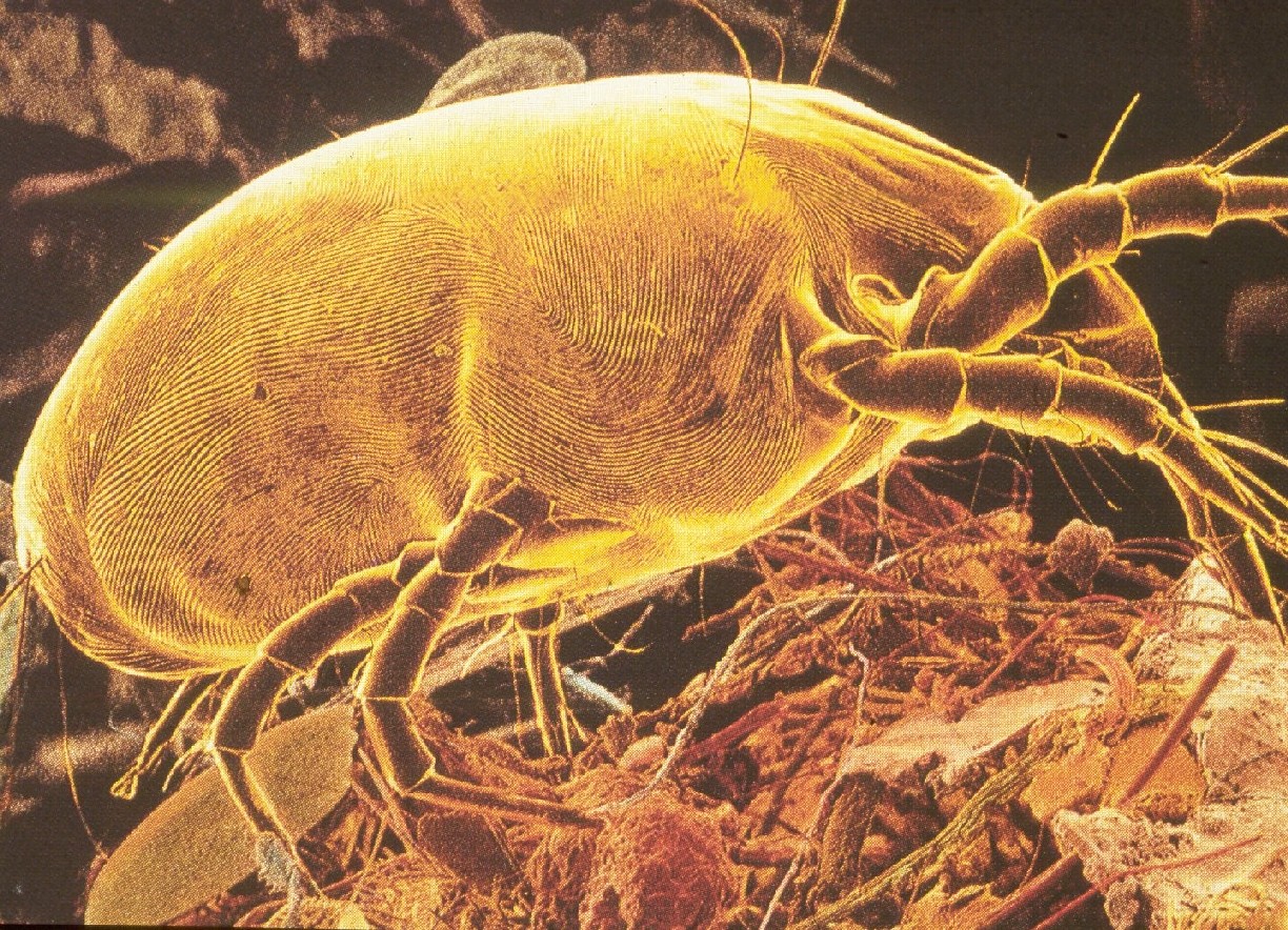 Dust mites trigger allergies and asthma!