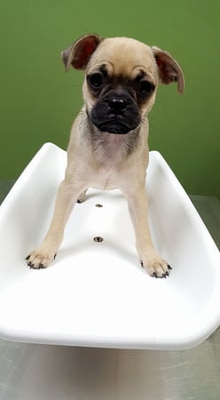 Images Sugar Land Pet Hospital
