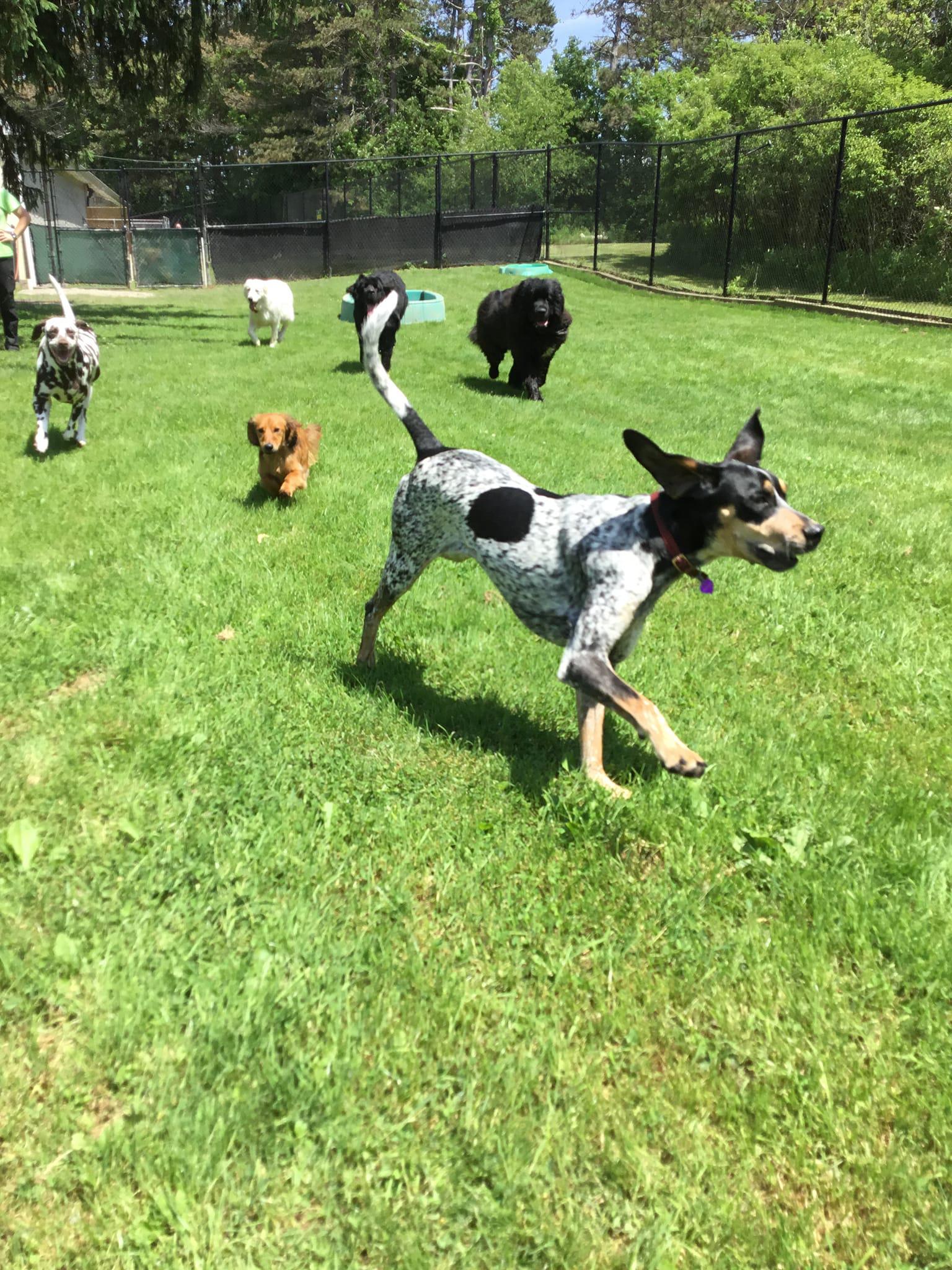 Creature Comforts Pet Resort