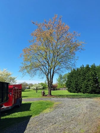 Images David Kennedy Tree & Landscaping