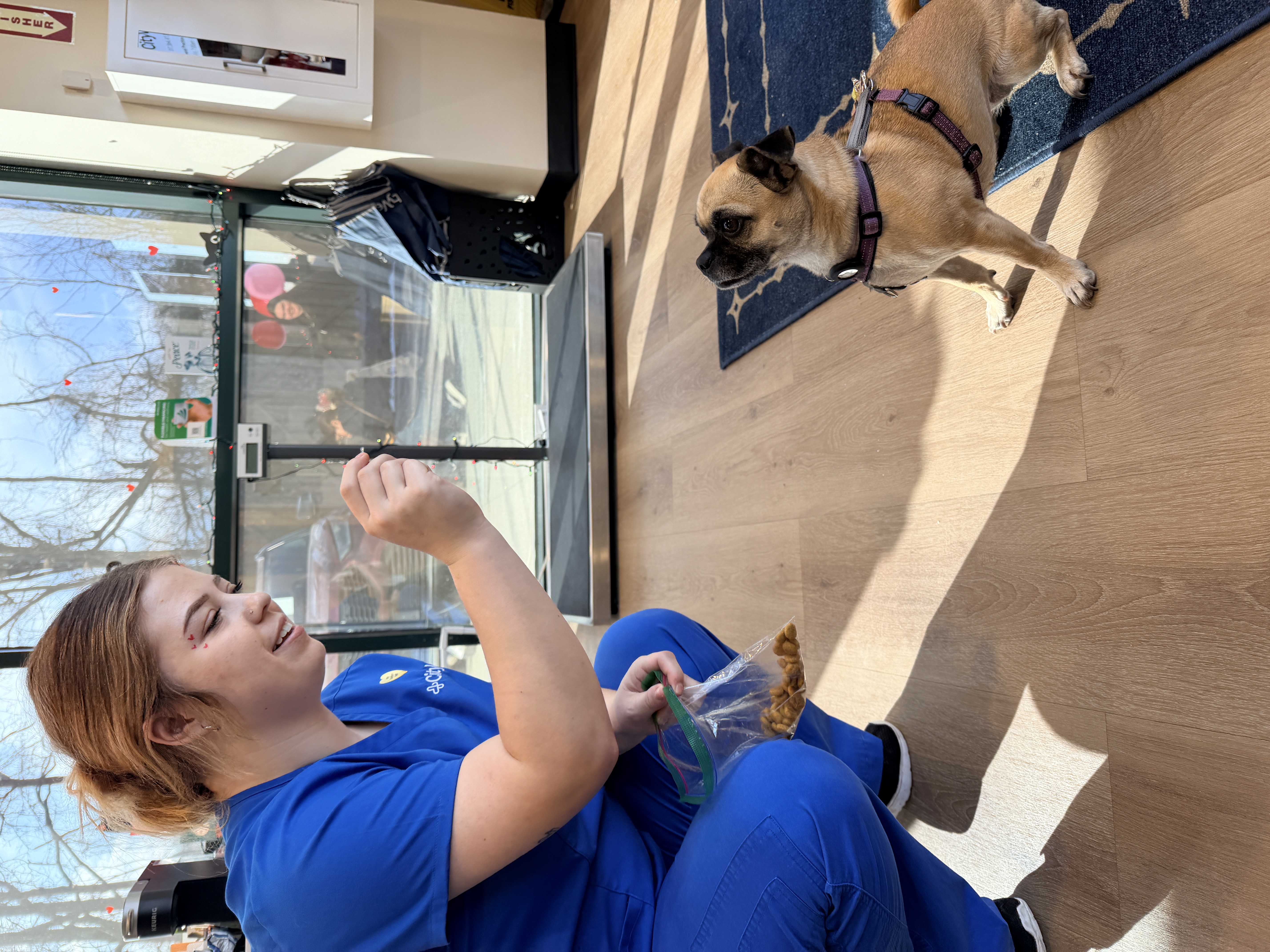 CityVet | Carmel dog client!