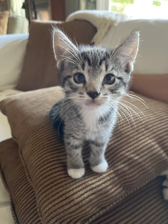 Images Annette Dawson-Davis, Attorney at Law