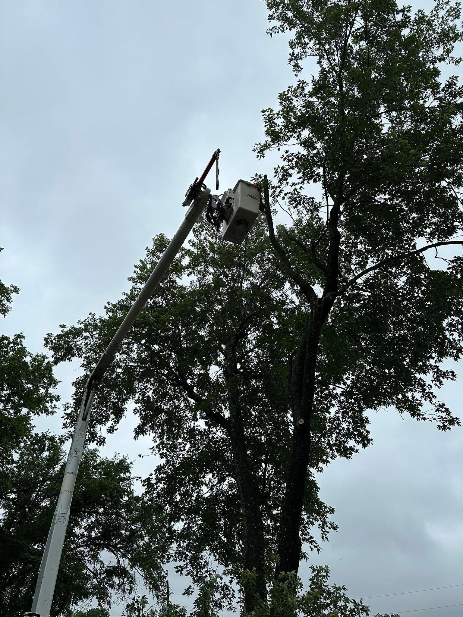 DJ Tree Service