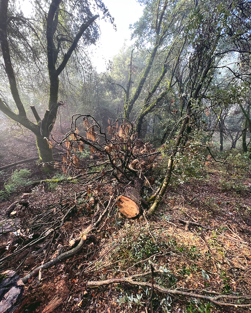 All Aspect Tree Service