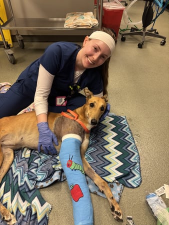 Images VCA Palm Beach Veterinary Specialists