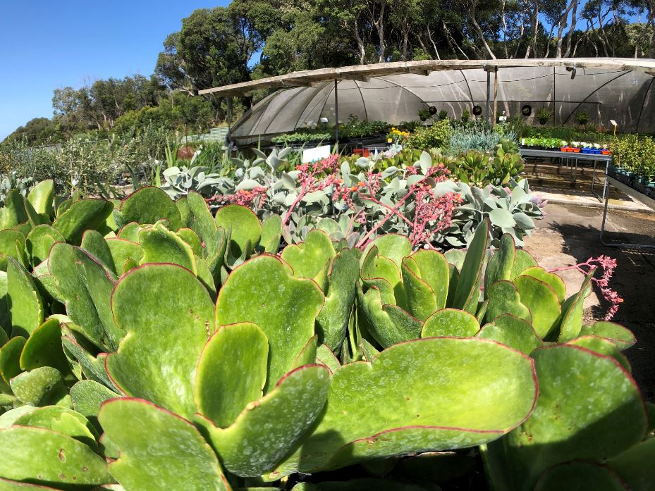 Images Glenvue Nursery