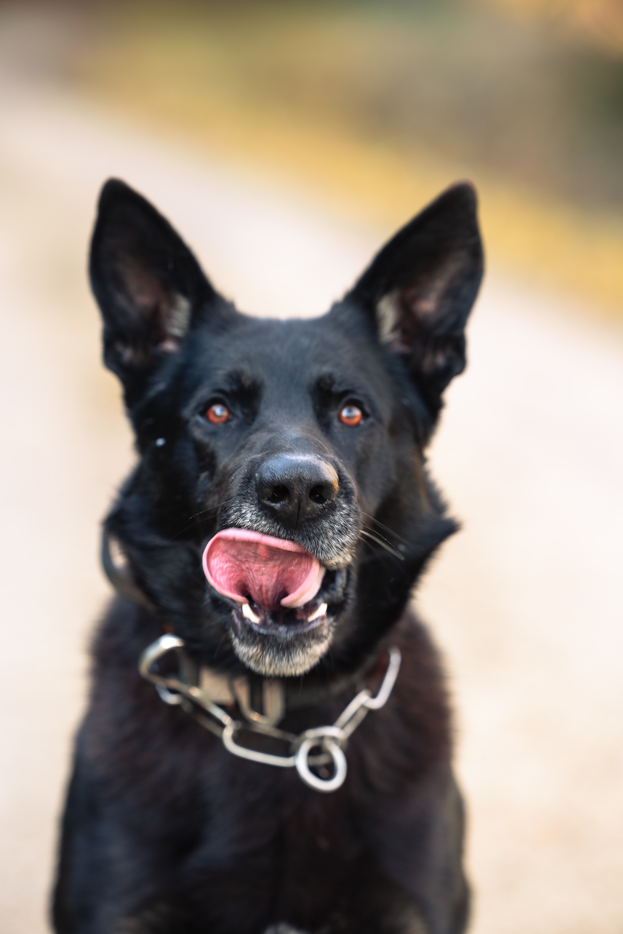 NM Fotografie in Auggen