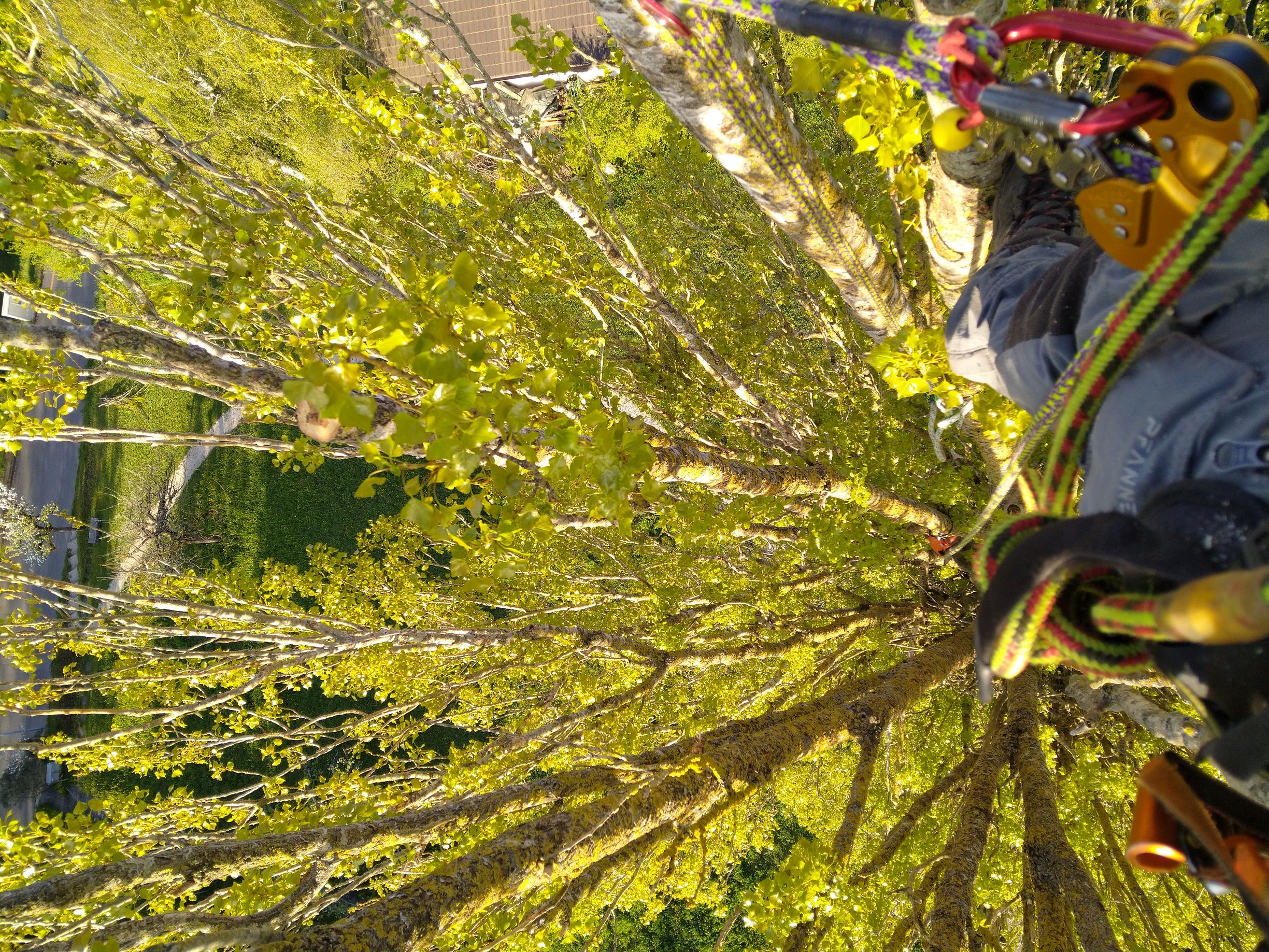 Baumpflege-Gallusser, Bergstrasse 3 in Hinteregg