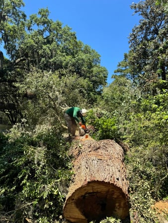 Images Magana Tree Service