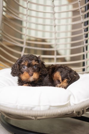 Images Furever Perfect Pups LLC