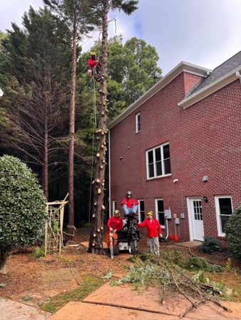 Images Northside Tree Professionals