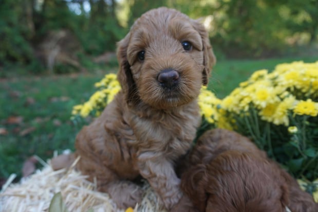 Images Wild Daisy Labradoodles