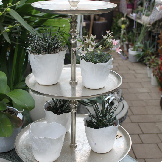 Bilder Rüegg Blumen