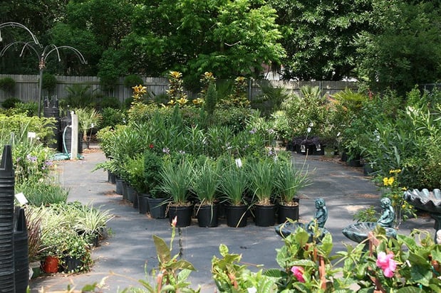 Images Fancy Plants