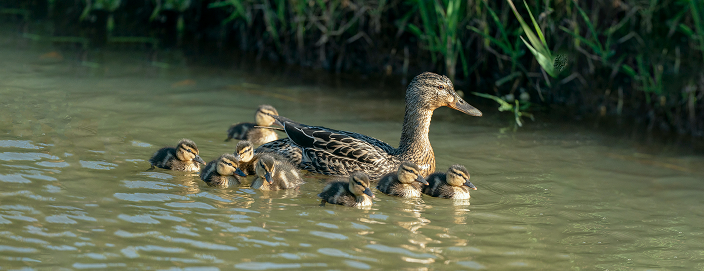 A mother duck and her ducklings.