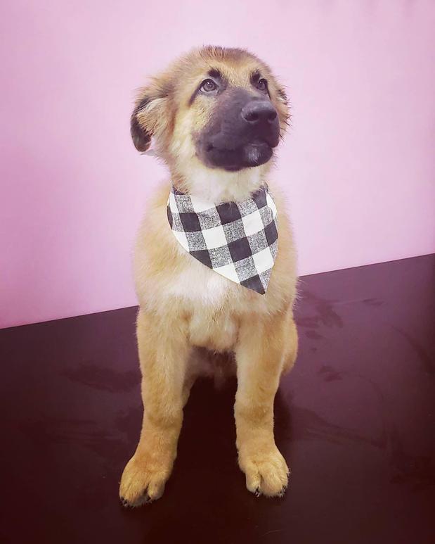 Images Woof Gang Bakery & Grooming Round Rock