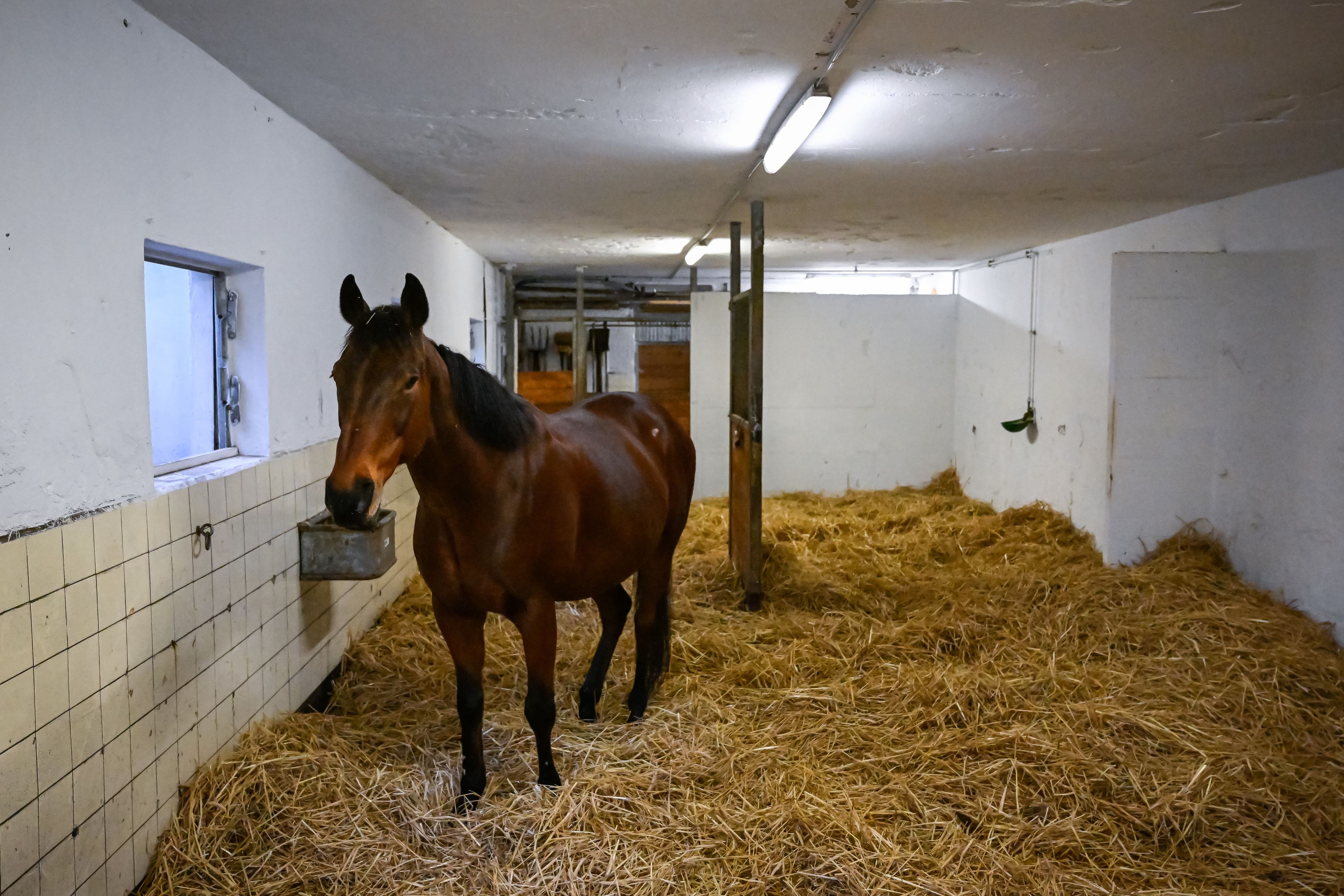 Bilder Reitsportzentrum St. Josefen AG