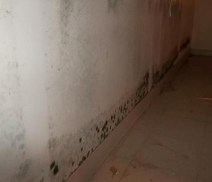 Mold will spread and grow when ignored