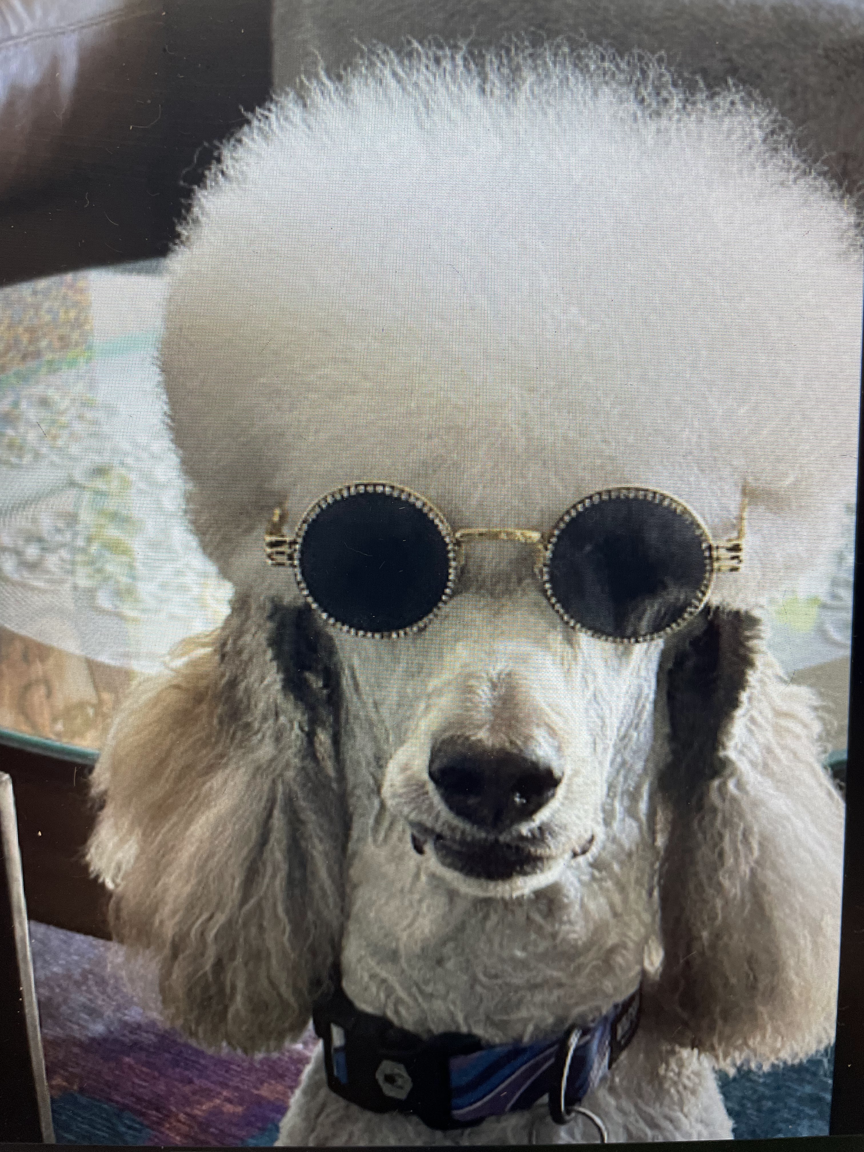A close-up portrait of a white poodle wearing round, gold-rimmed sunglasses and a colorful collar. The dog has a fluffy white coat and is looking directly at the camera.