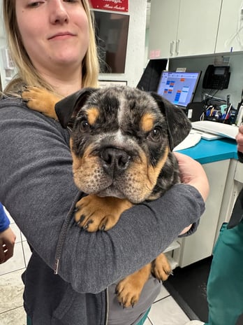 Images VCA Preston Park Animal Hospital