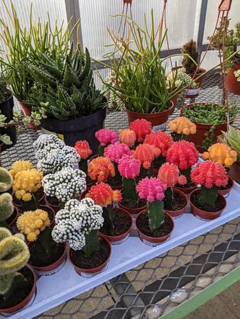 Images Grant Line Garden Center & Nursery