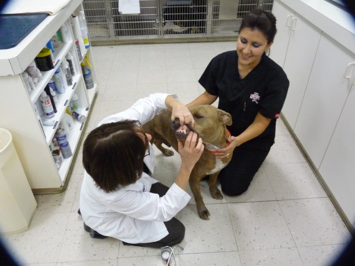 VCA Valley Animal Medical Center Indio (760)609-0836