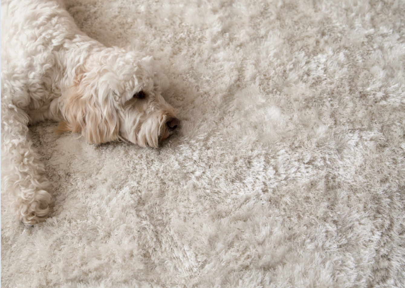 Chico's Carpet Cleaning