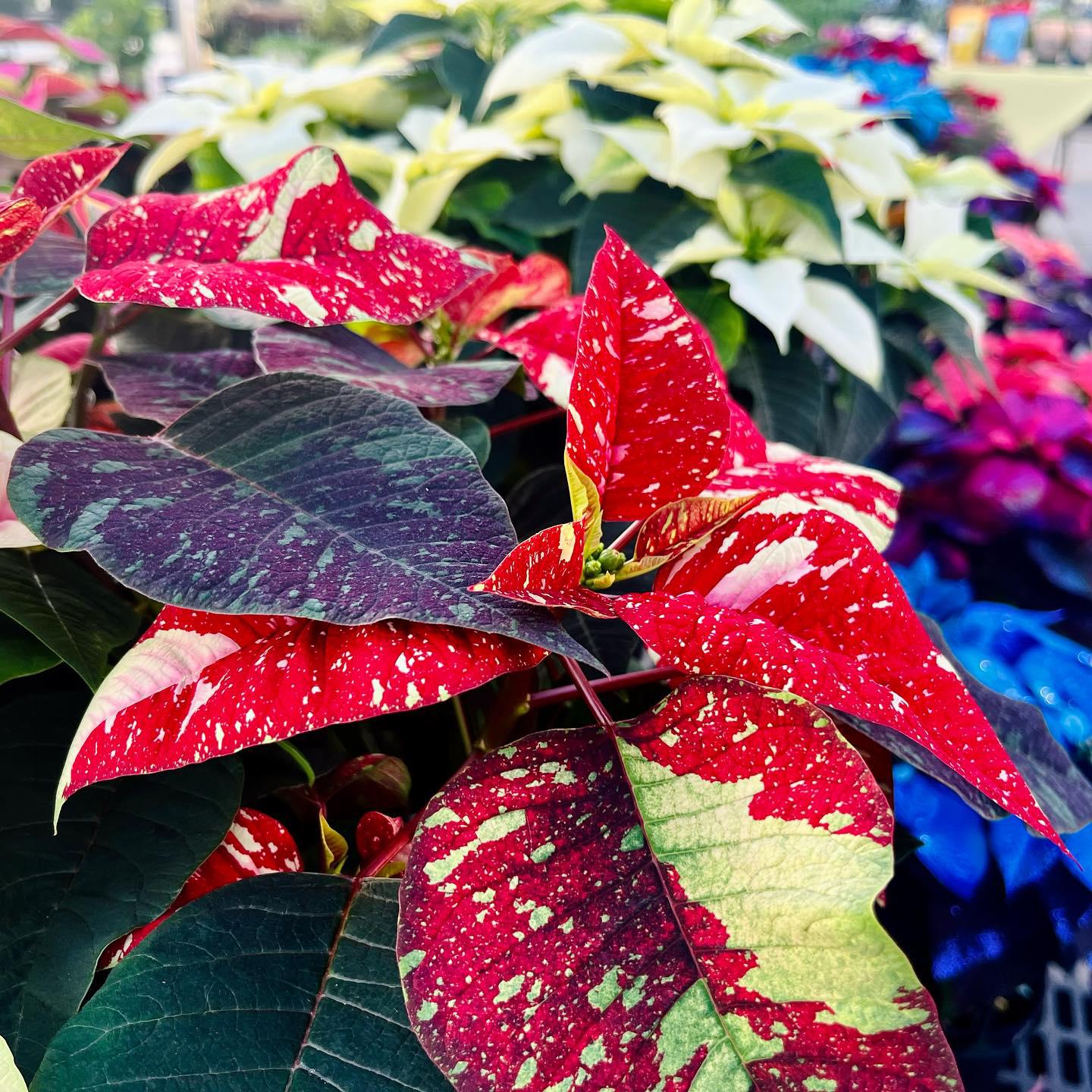 Poinsettias available in many colors and sizes.