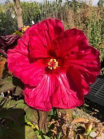 Images Cache Valley Nursery