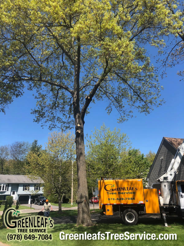 Greenleaf's Tree Service Photo