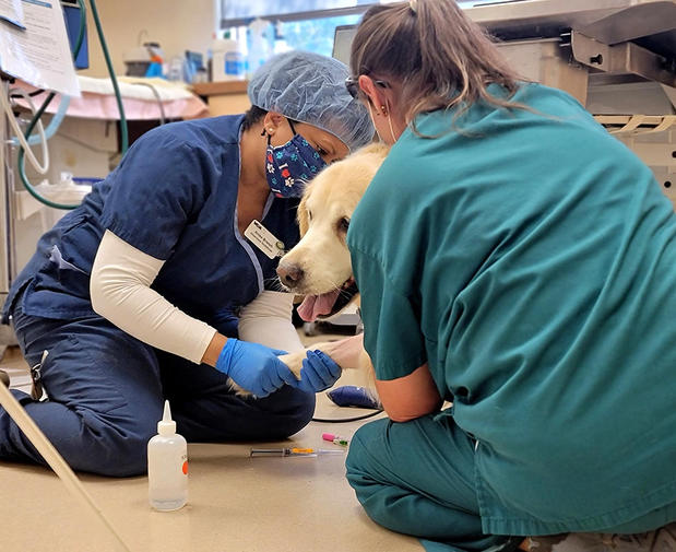 Images VCA Old Marple Animal Hospital