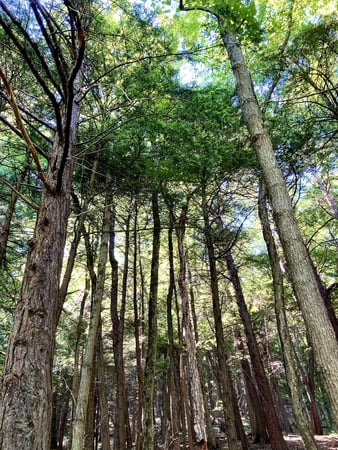 Images Redwood Inn & Suites