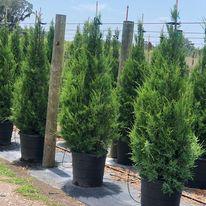 Images K&R Trees and Shrubs