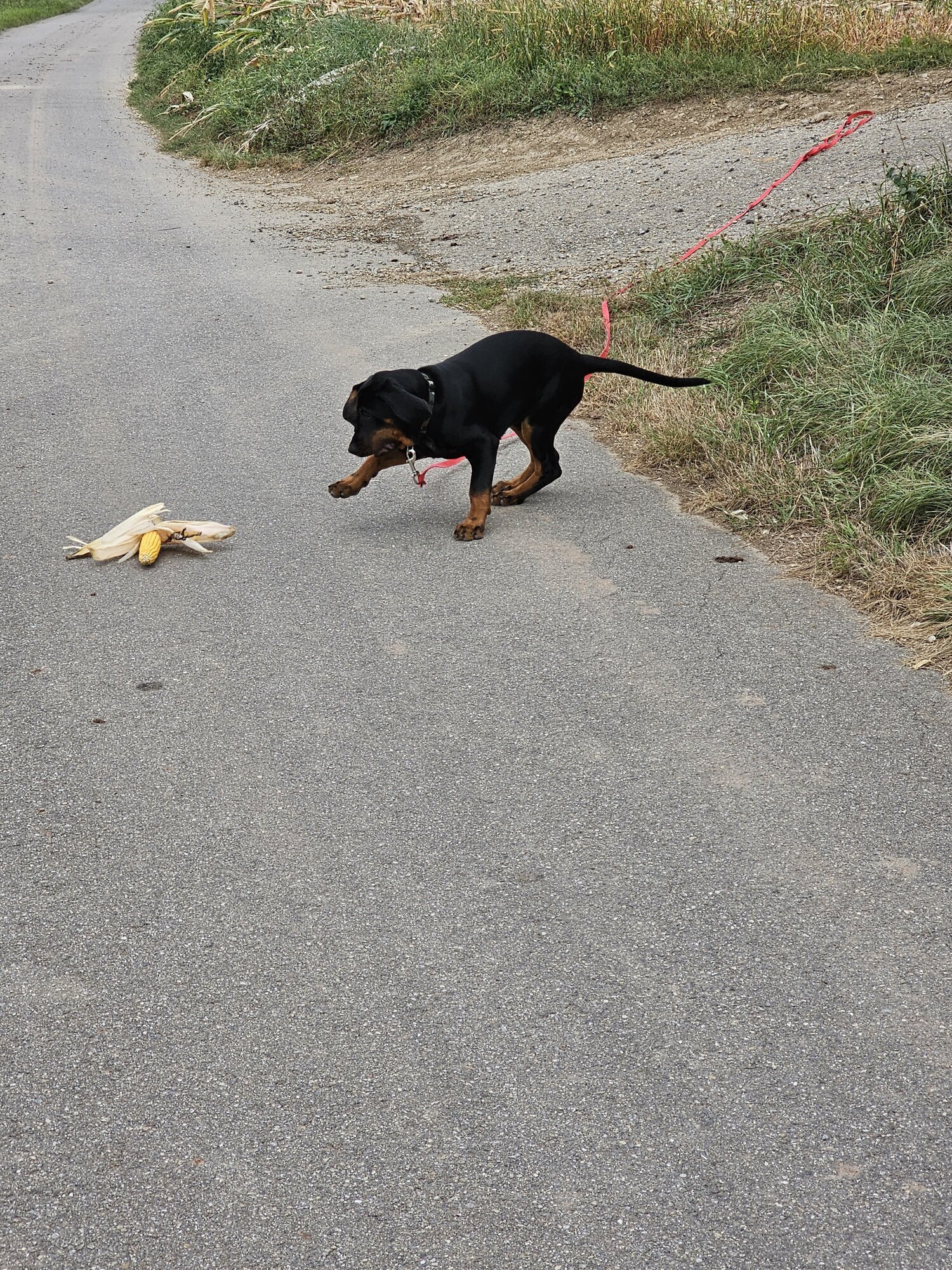 Bilder Miris Hundeschule